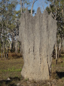 Magnetic Termite Mounds