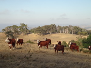 Watch you looking at Willis!